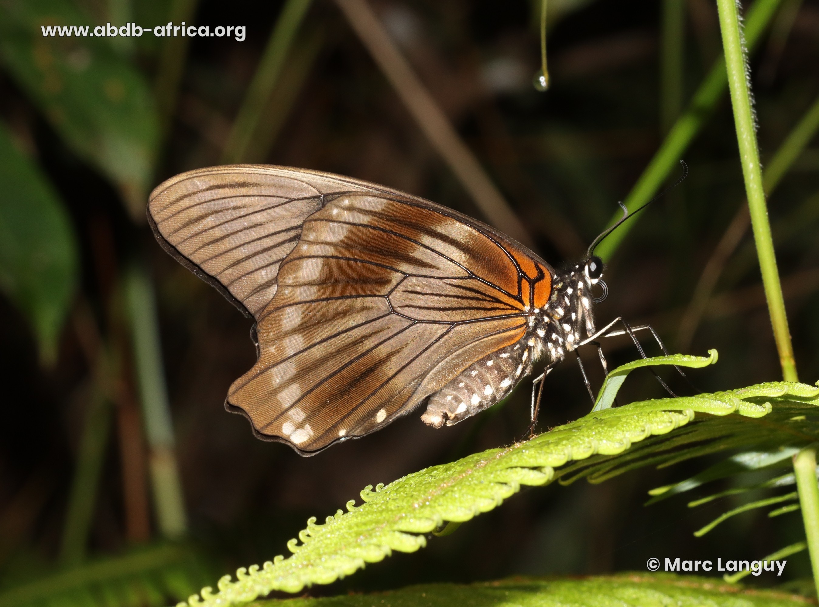 Papilio nireus nireus Linnaeus, 1758